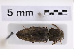 Foto (Dorsalansicht) von Agrypnus argentosquamosus (Vats & Kashyap, 1992) (NHMW-ZOO-COL-0008007)